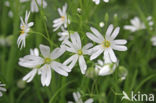 Waterviolet (Hottonia palustris)