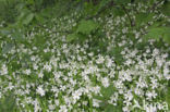 Greater Stitchwort (Stellaria holostea)