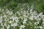 Greater Stitchwort (Stellaria holostea)