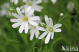 Greater Stitchwort (Stellaria holostea)