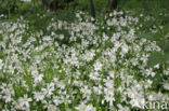 Greater Stitchwort (Stellaria holostea)