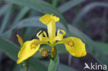 Gele lis (Iris pseudacorus)