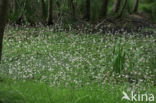 Waterviolet (Hottonia palustris)