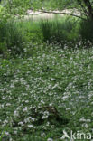 Waterviolet (Hottonia palustris)