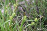 Small-fruited Yellow-sedge (Carex oederi subsp. oedocarpa)