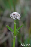 Marsh Valerian (Valeriana dioica)