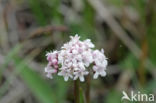 Marsh Valerian (Valeriana dioica)