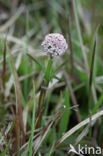 Marsh Valerian (Valeriana dioica)