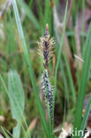 Blauwe zegge (Carex panicea)