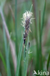 Blauwe zegge (Carex panicea)