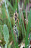 Carnation Sedge (Carex panicea)