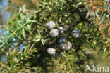 Jeneverbes (Juniperus communis)