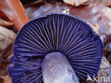 Violette gordijnzwam (Cortinarius violaceus)