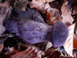 Violette gordijnzwam (Cortinarius violaceus)