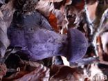 Violette gordijnzwam (Cortinarius violaceus)