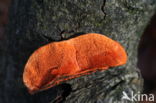 Cinnabar Bracket (Pycnoporus cinnabarinus)