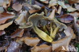 Trumpet Chanterelle (Cantharellus tubaeformis)