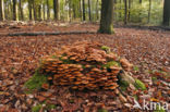 Stobbezwammetje (Pholiota mutabilis)