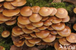 Stobbezwammetje (Pholiota mutabilis)