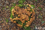 Stobbezwammetje (Pholiota mutabilis)