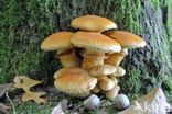 Prachtvlamhoed (Gymnopilus junonius)