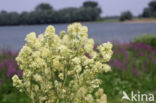 Common Meadow-rue (Thalictrum flavum)