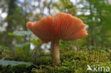 Zalmzwam (Rhodotus palmatus)