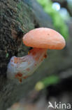 Zalmzwam (Rhodotus palmatus)