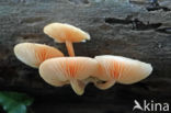 Zalmzwam (Rhodotus palmatus)