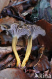 Trumpet Chanterelle (Cantharellus tubaeformis)