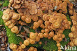 Stobbezwammetje (Pholiota mutabilis)