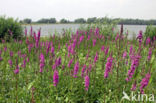 Gewone kattenstaart (Lythrum salicaria)