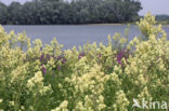 Common Meadow-rue (Thalictrum flavum)