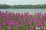 Purple Loosestrife (Lythrum salicaria)