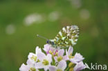 Orange-tip (Anthocharis cardamines)