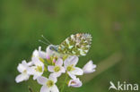 Oranjetipje (Anthocharis cardamines)