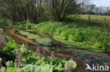 Butterbur (Petasites hybridus)