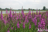 Purple Loosestrife (Lythrum salicaria)