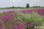 Purple Loosestrife (Lythrum salicaria)