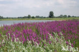 Purple Loosestrife (Lythrum salicaria)