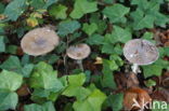 Panther mushroom (Amanita pantherina)