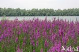 Purple Loosestrife (Lythrum salicaria)