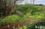 Butterbur (Petasites hybridus)