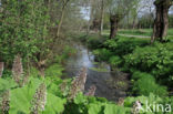 Butterbur (Petasites hybridus)