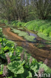 Butterbur (Petasites hybridus)