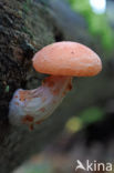 Zalmzwam (Rhodotus palmatus)