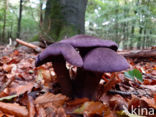 Purple Cort (Cortinarius violaceus)