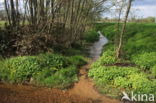 Butterbur (Petasites hybridus)