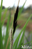 Oeverzegge (Carex riparia)