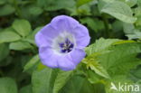 Apple-of-Peru (Nicandra physalodes)